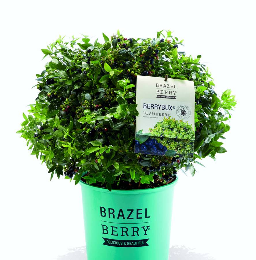 BrazelBerry Blaubeeren und Brombeeren