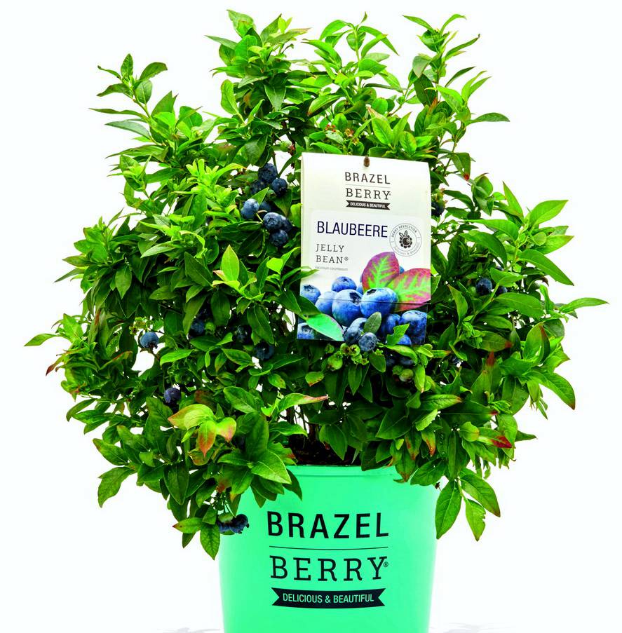 BrazelBerry Blaubeeren und Brombeeren