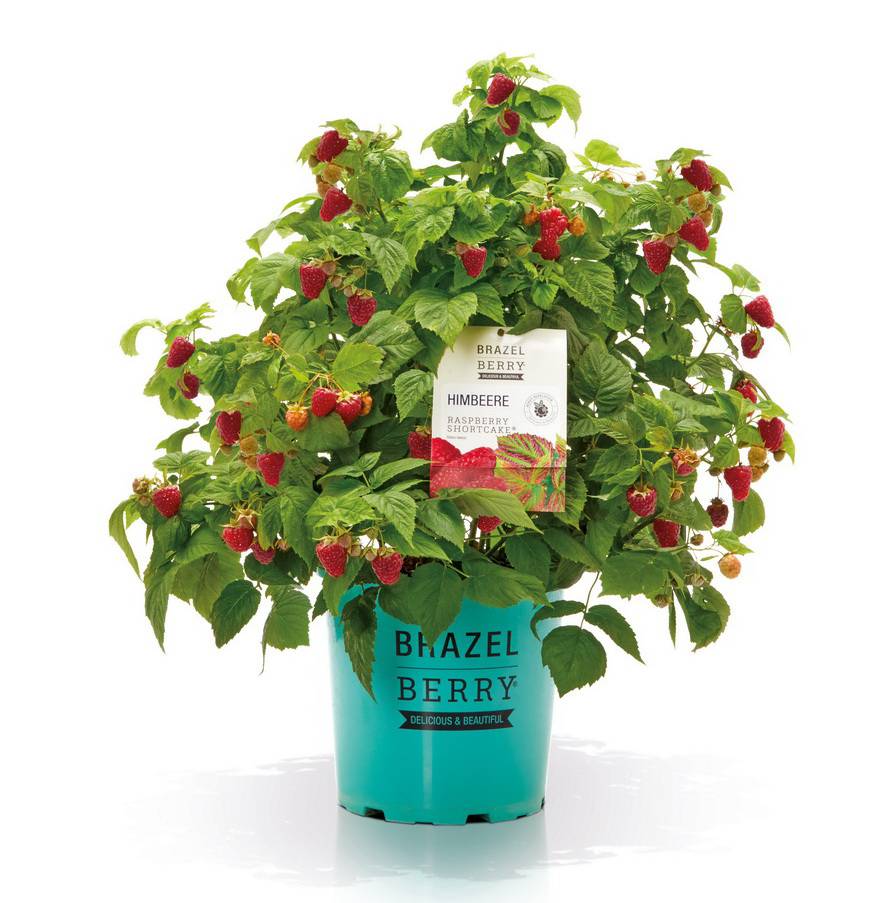 BrazelBerry Blaubeeren und Brombeeren