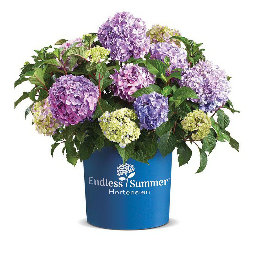 Endless Summer Hortensien
