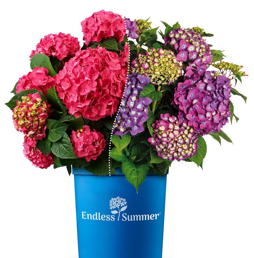 Endless Summer Hortensien