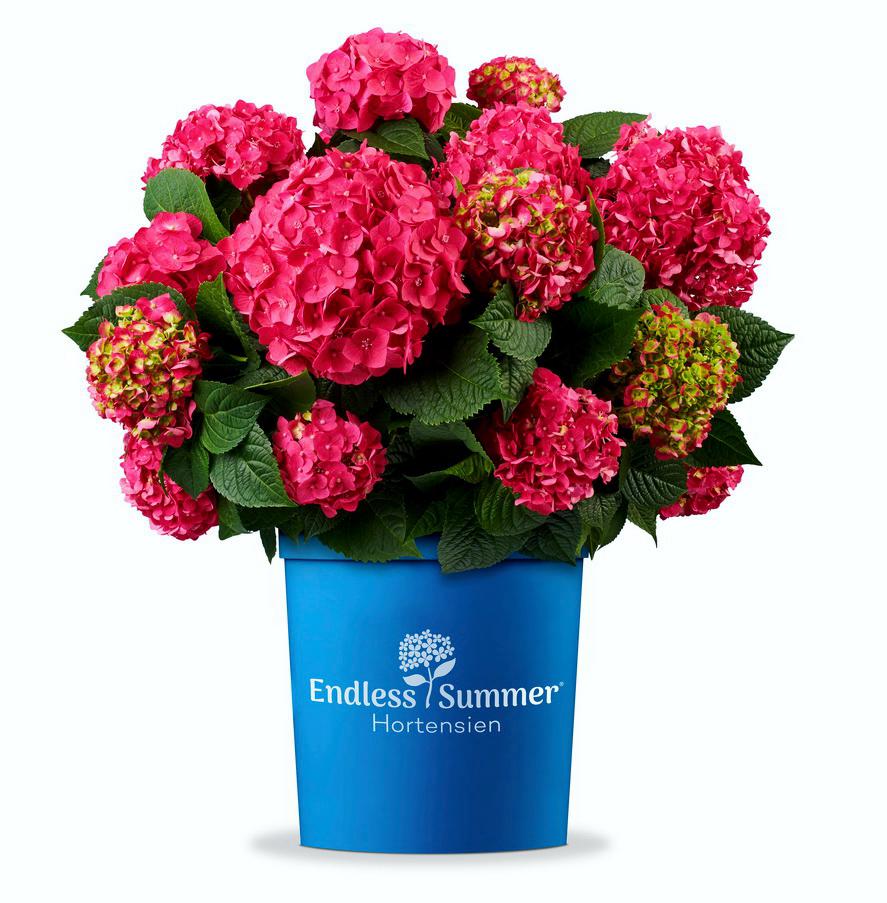 Endless Summer Hortensien