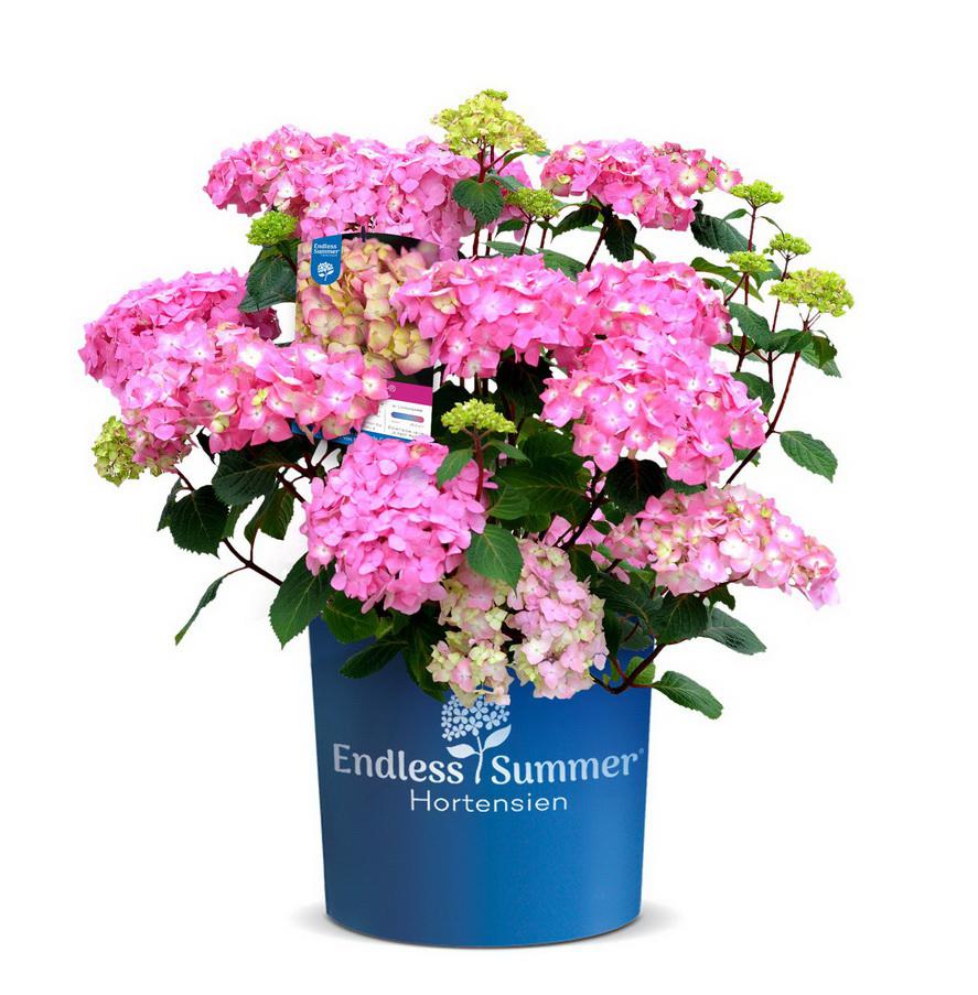 Endless Summer Hortensien