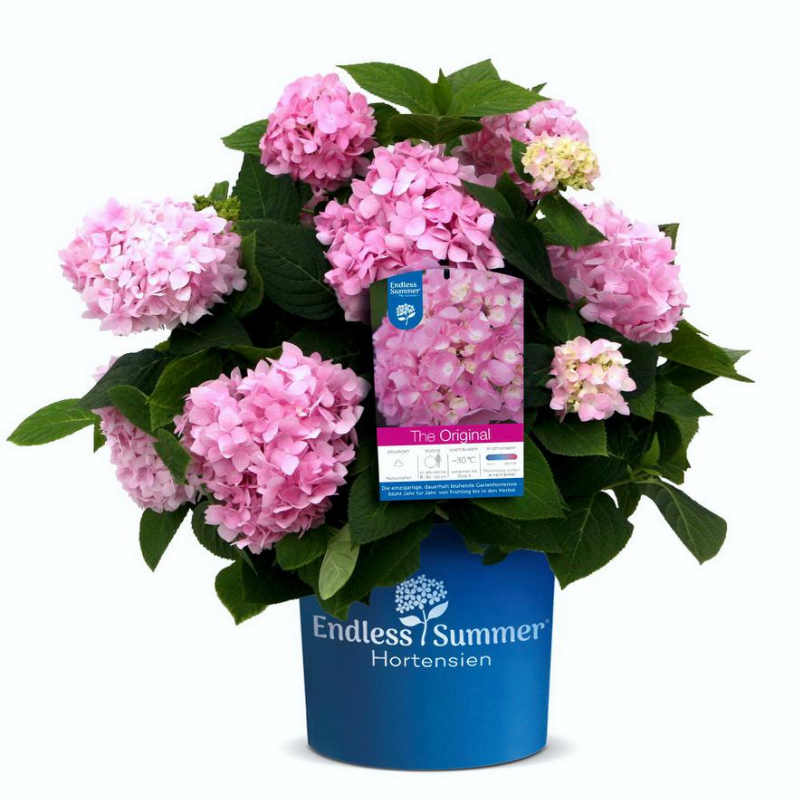 Endless Summer Hortensien