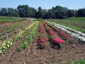 Spaziergang durch unsere Baumschulkulturen