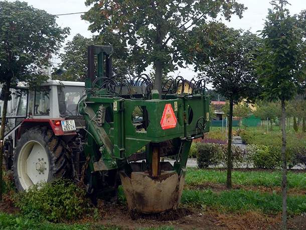 Spaziergang durch unsere Baumschulkulturen