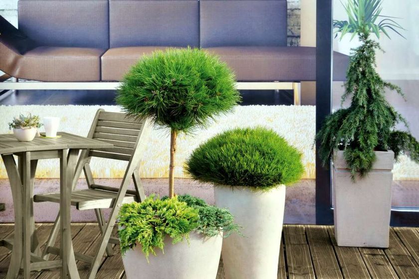 kugelige, säulenförmige und bizarre Koniferen