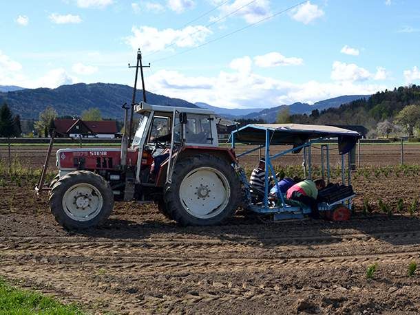 Spaziergang durch unsere Baumschulkulturen