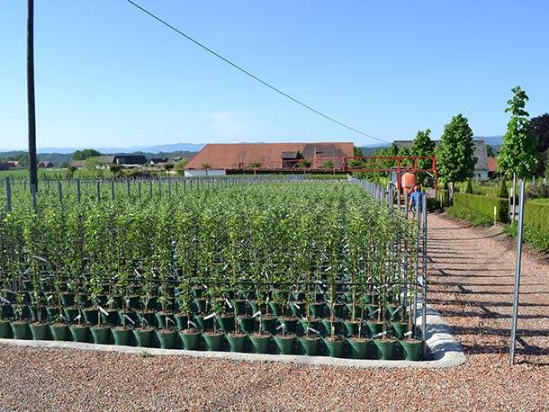 Spaziergang durch unsere Baumschulkulturen
